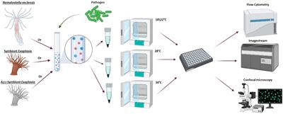 Heat stress increases immune cell function in Hexacorallia